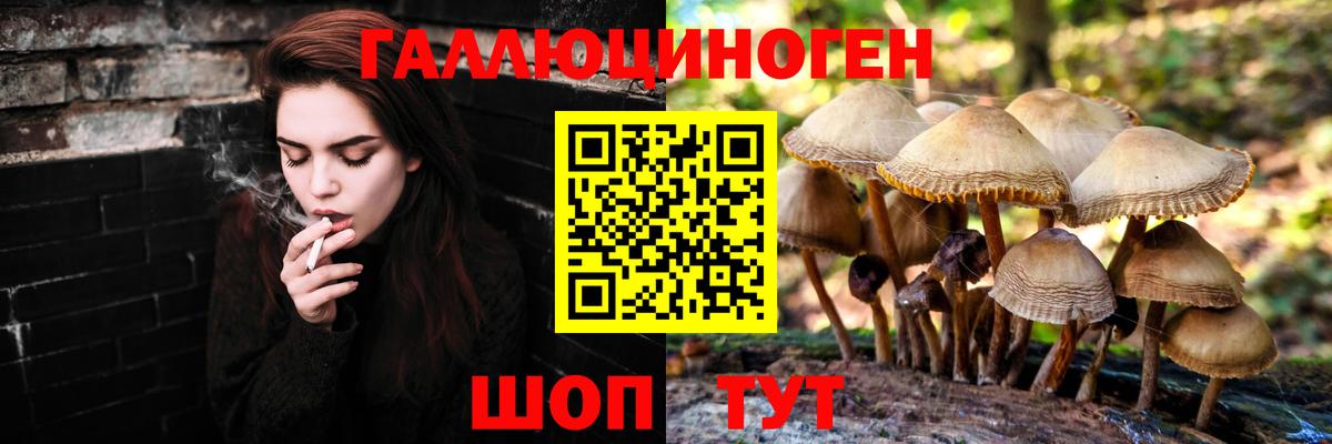 Кохма  Псилоцибиновые грибы Psilocybe  Вход с VPN 